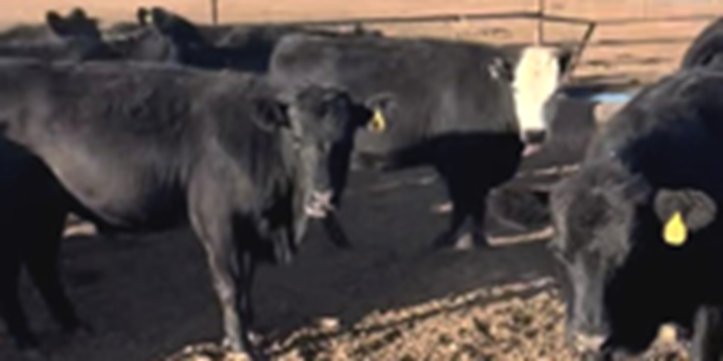40 Angus/Akaushi/Wagyu Bred Heifers... E. Central AZ