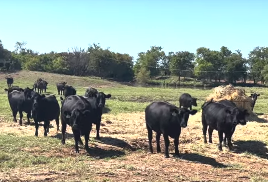 Cattle Range Listing Photo