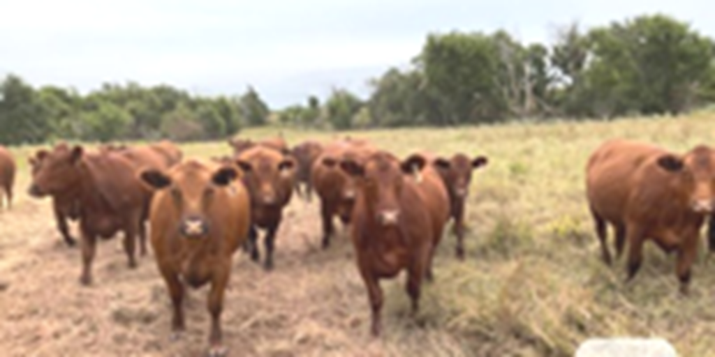 84 Red Angus Bred Heifers... N. Central OK