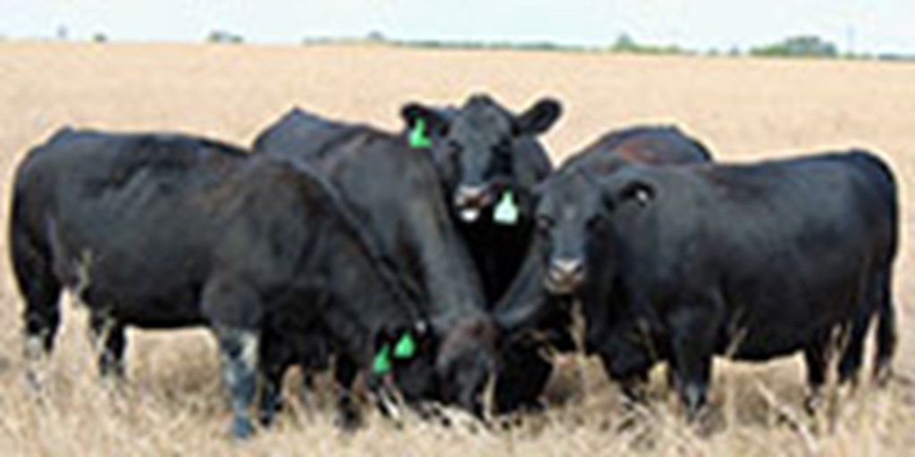 17 Angus Cows... Central TX