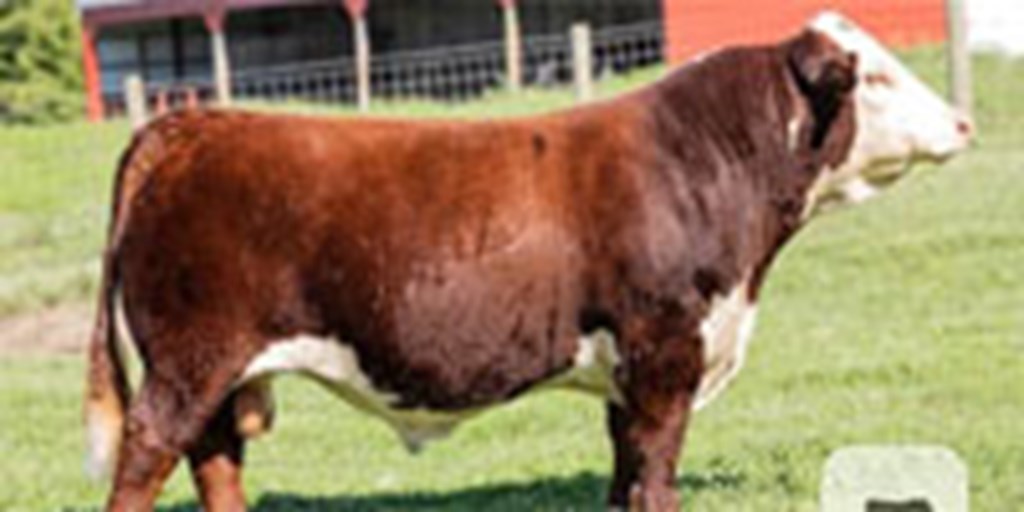 20 Reg. Hereford Bulls... E. Central OK