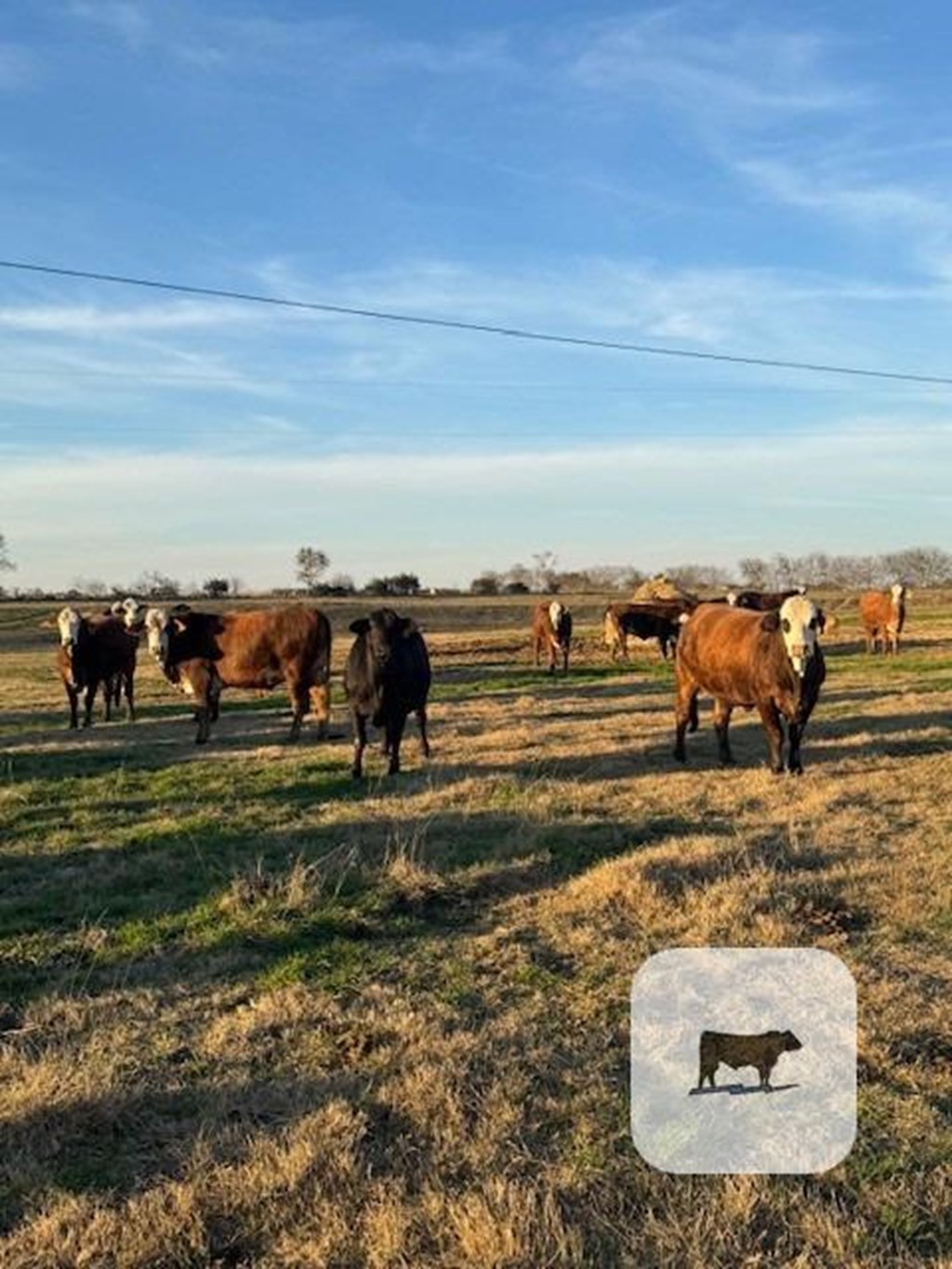 Cattle Range Listing Photo