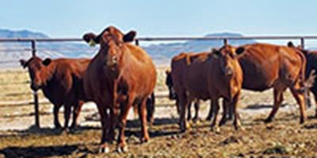 15 Red Angus Cows... Central NM