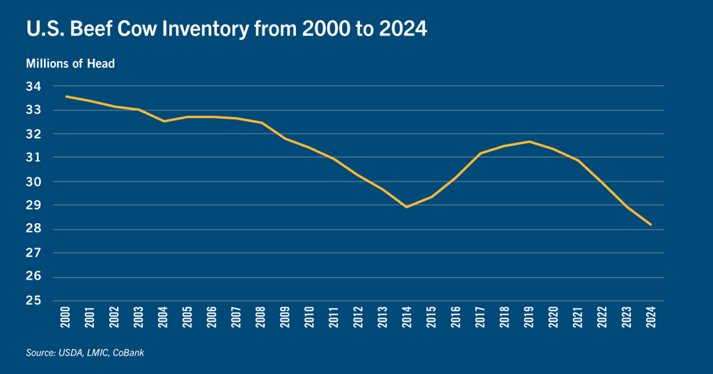CoBank: Rebuilding the U.S. Beef Cow Herd Expected to Take Years