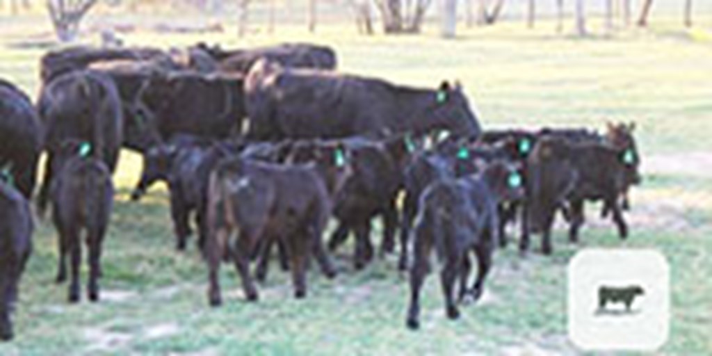 28 Angus 1st-Calf Pairs... Central TX