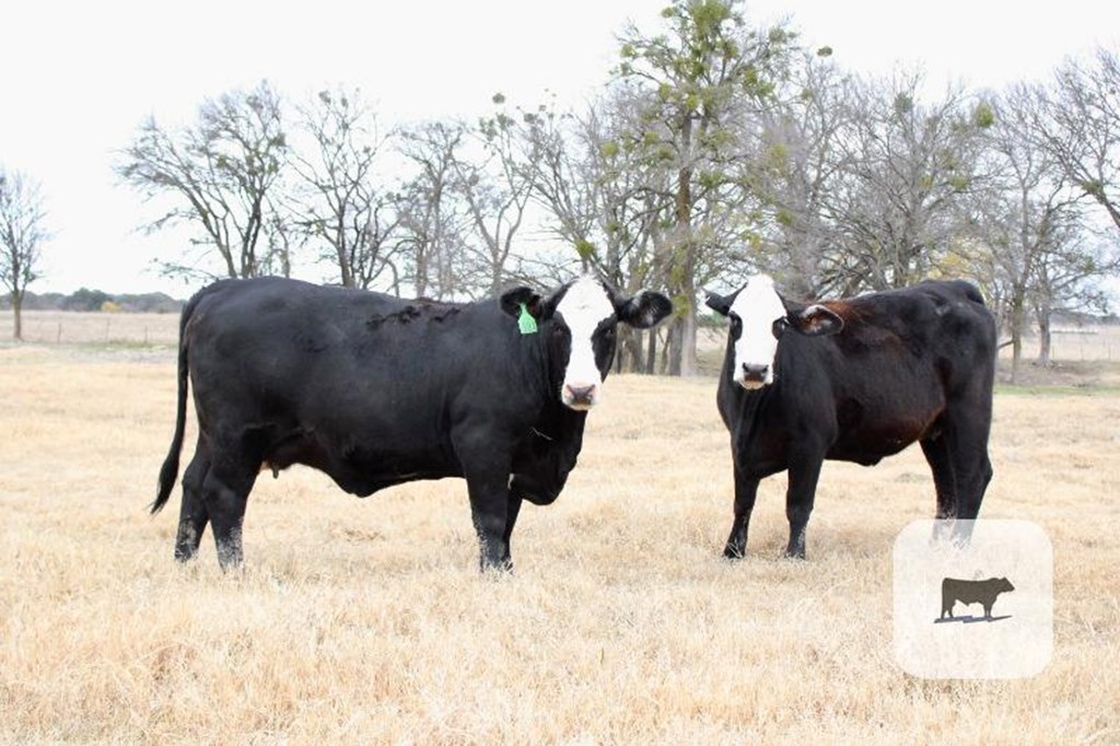 Cattle Range Listing Photo