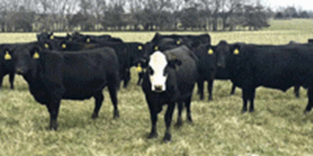 600 Angus & BWF Cows... Southwest MO