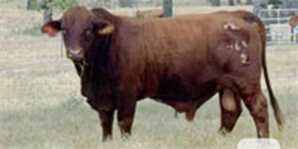 3 Reg. Beefmaster Bulls... Central TX