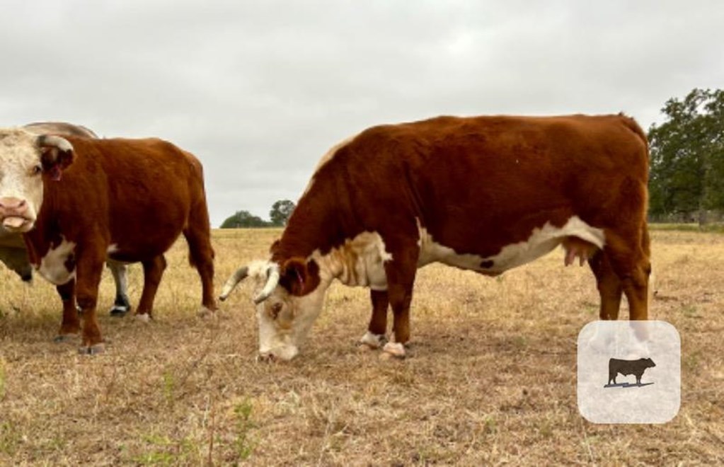 Cattle Range Listing Photo