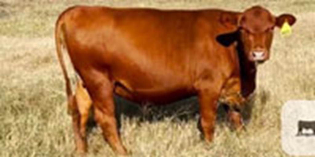 12 Red Angus, Senepol, South Poll & Tarentaise Mix Bred Heifers... S. Central TX