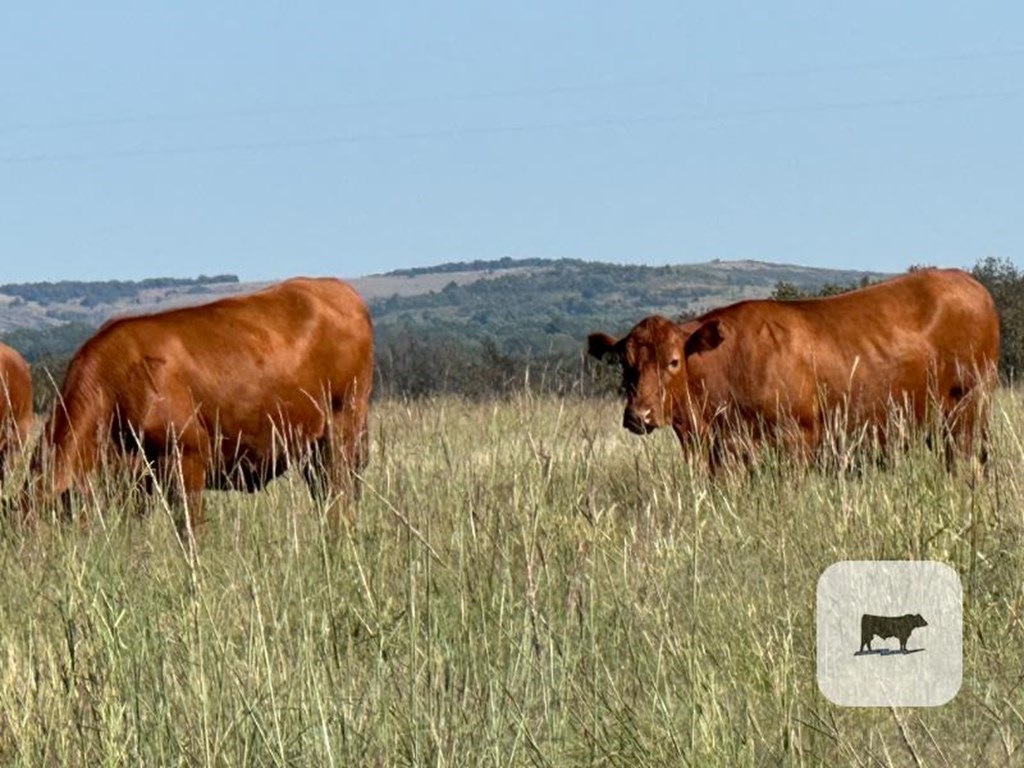 Pasture & Range Conditions as of 9/22/24