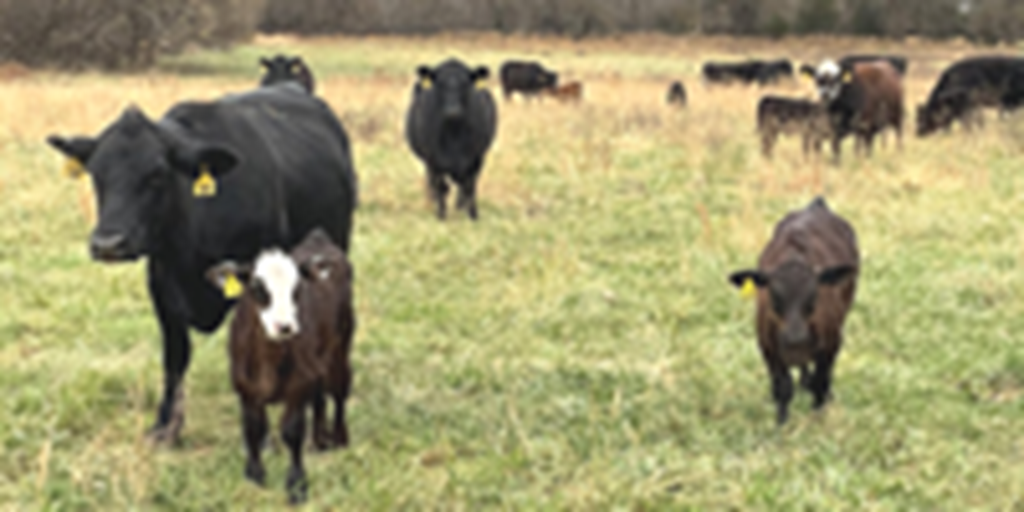 60 Angus & BWF Pairs... Southwest MO