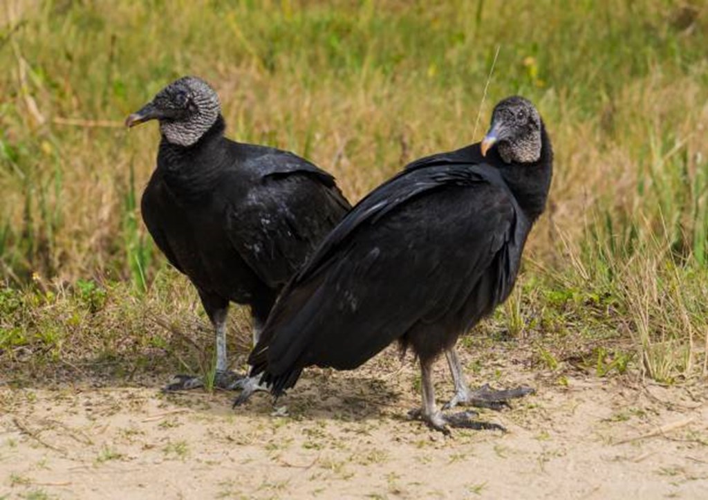 Senate Introduces Black Vulture Relief Act to Protect Cattle Producers