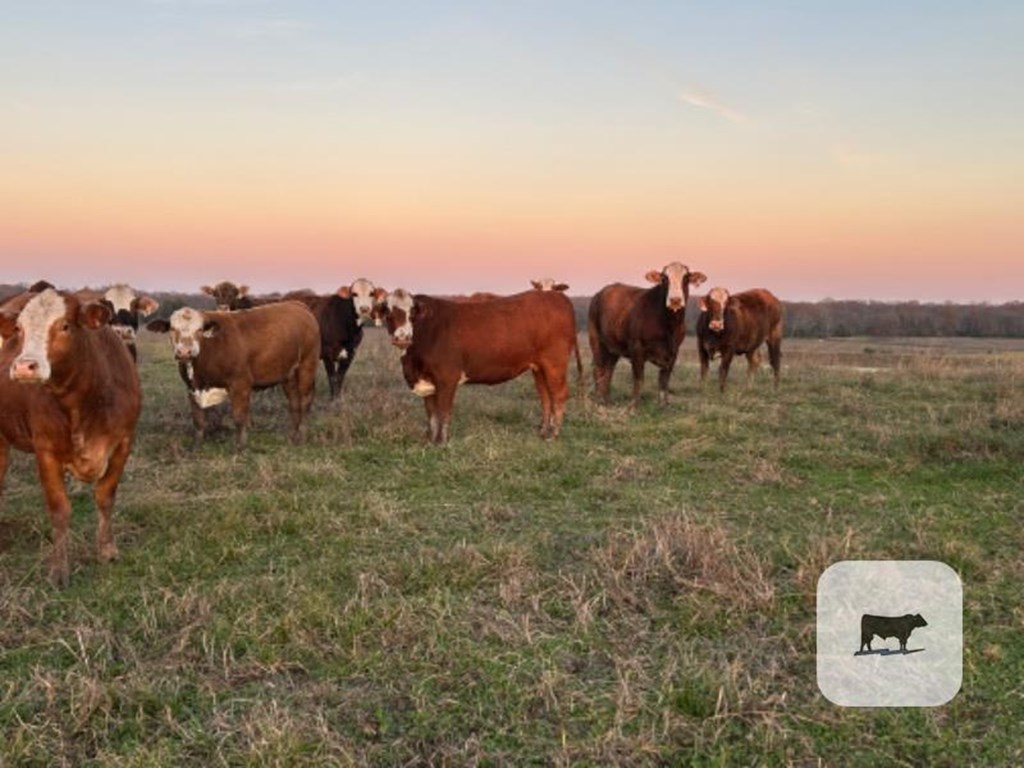 Cattle Range Listing Photo