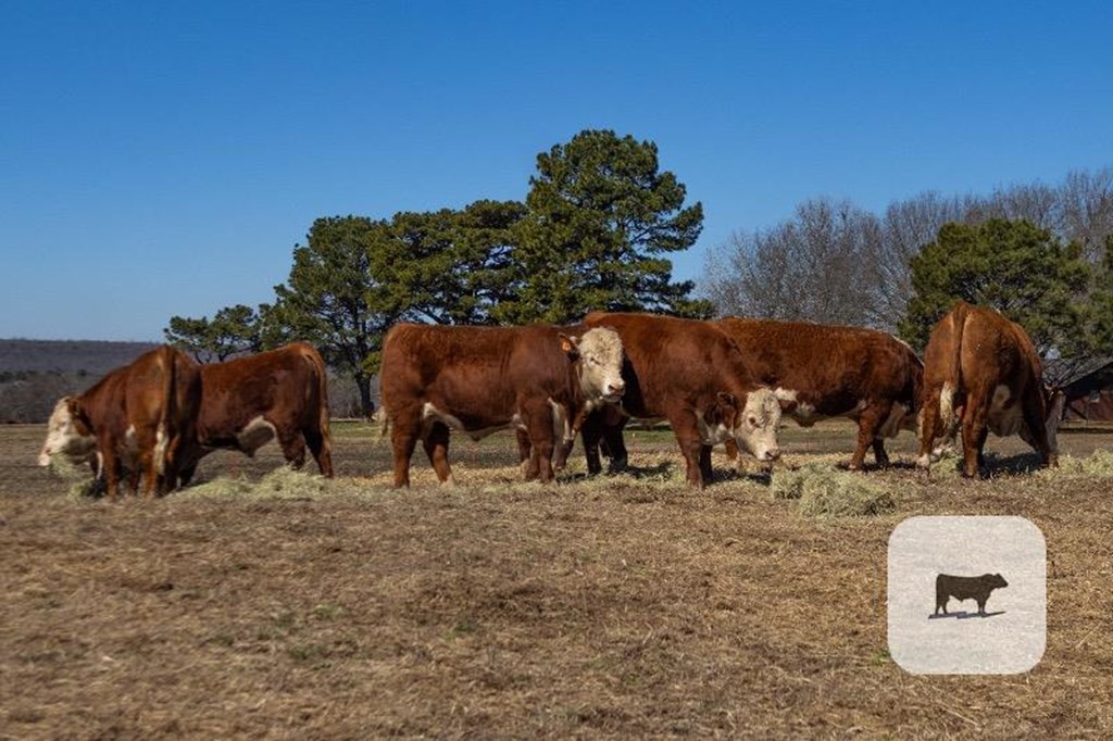 Cattle Range Listing Photo