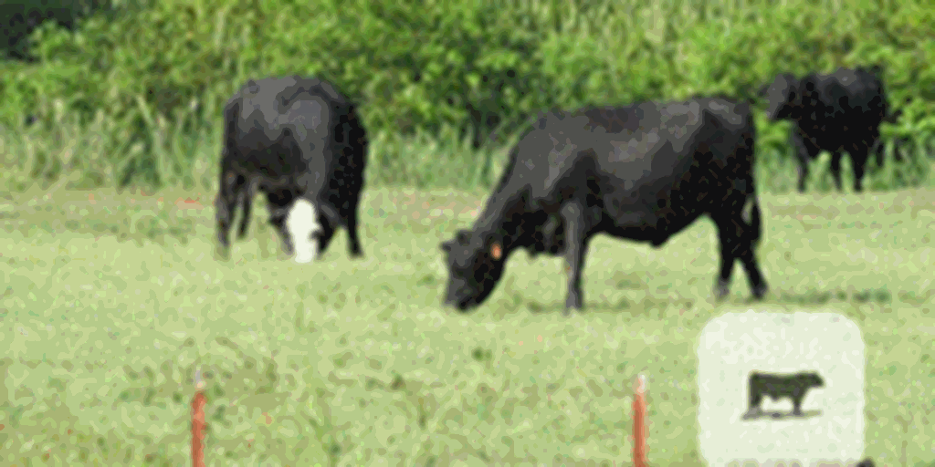 27 Angus & Angus Cross Cows... W. Central LA