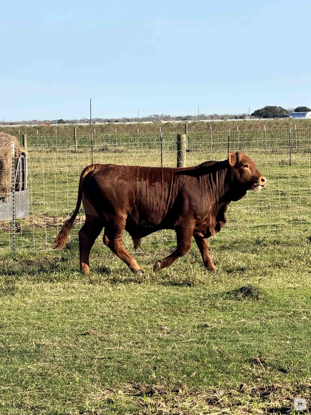 Cattle Range Listing Photo