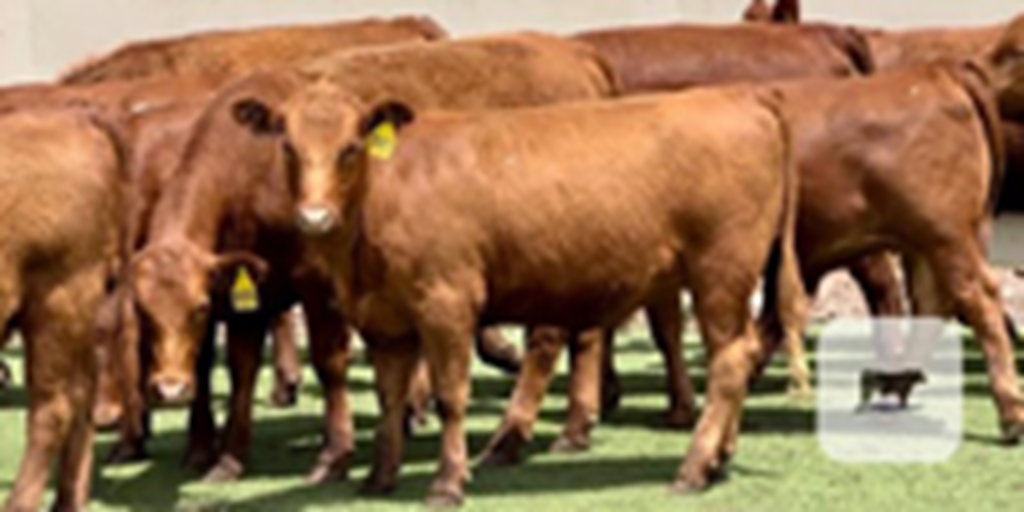 30 Red Angus Rep. Heifers... Central TX