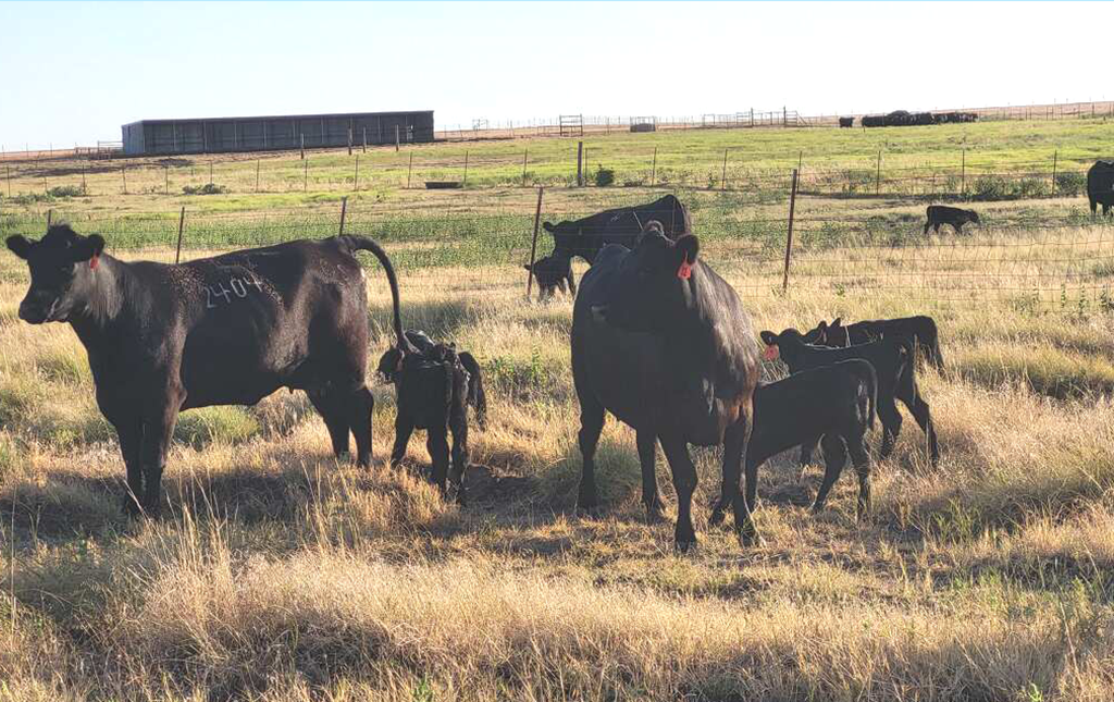 Cattle Range Listing Photo