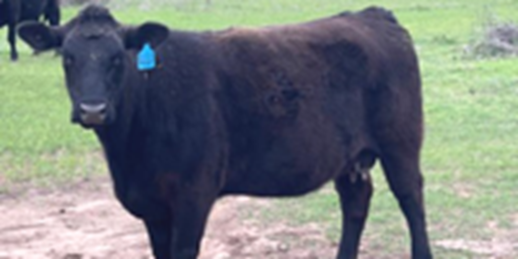 5 Reg. Angus 2nd-Calf Cows... N. Central TX