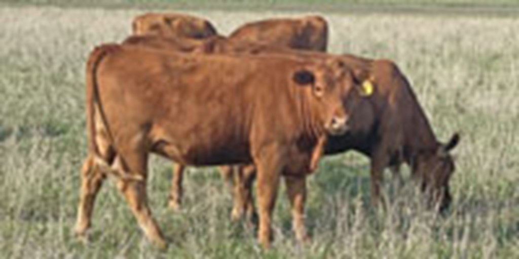60 Red Angus Bred Heifers... TX Panhandle