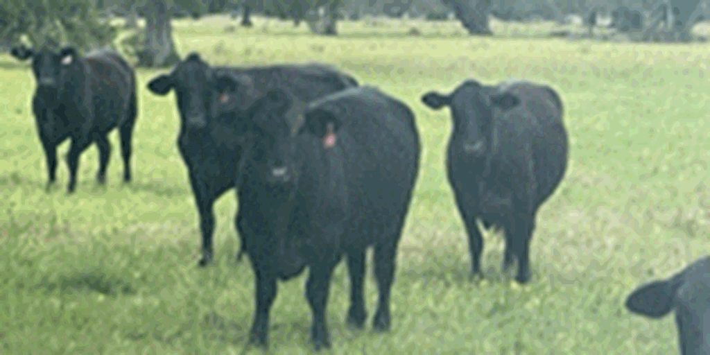 65 Braford & Brangus Cows... Southeast TX