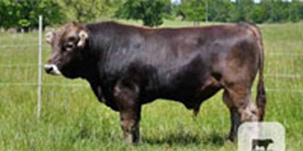 1 Reg. Braunvieh Bull... Northeast AL