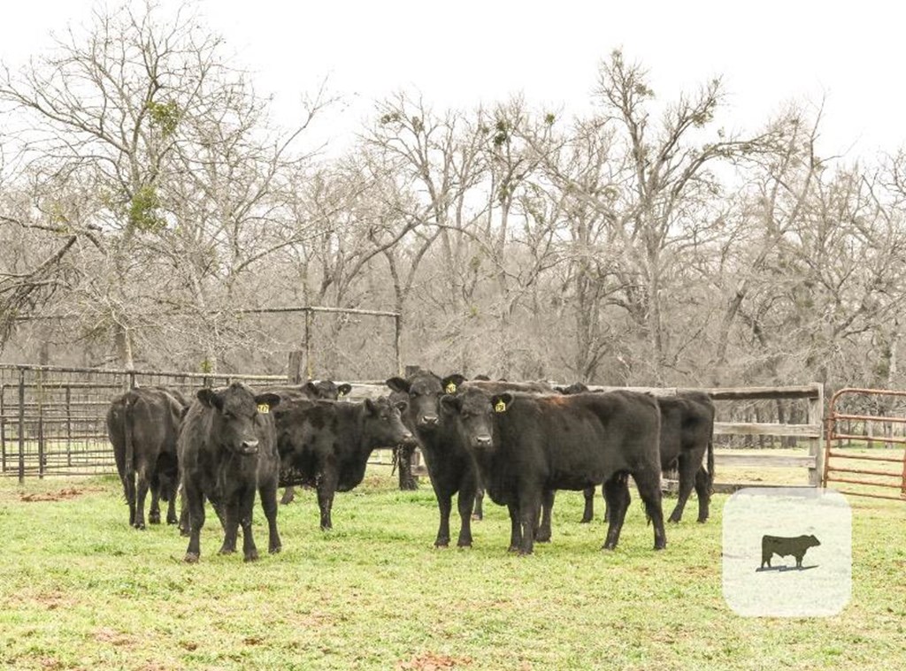 Cattle Range Listing Photo