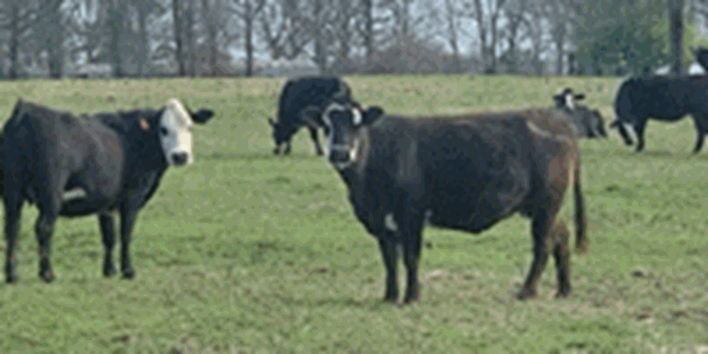 80 Angus Black Baldy Cows w/ 45+ Calves... Northeast AR