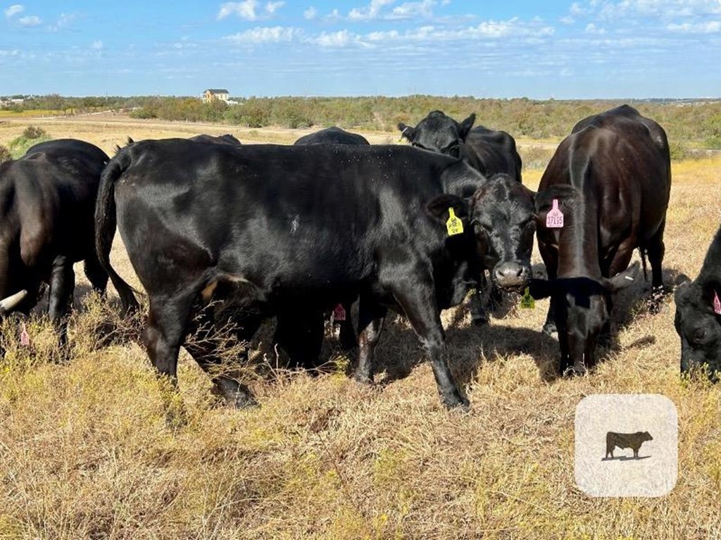 Cattle Range Listing Photo