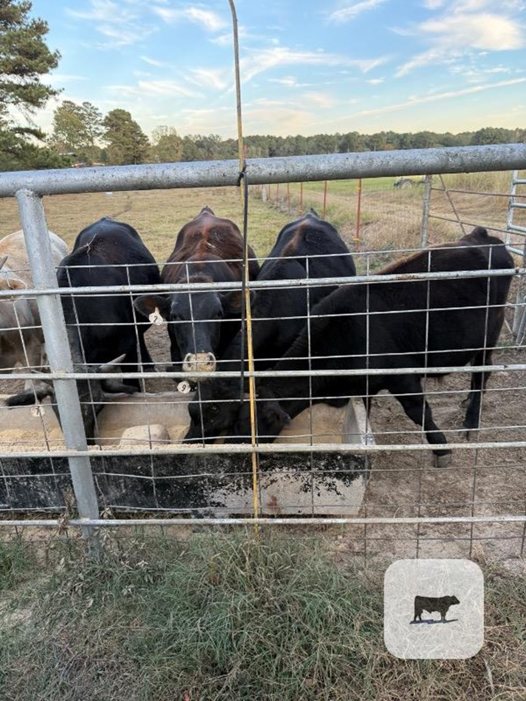 Cattle Range Listing Photo