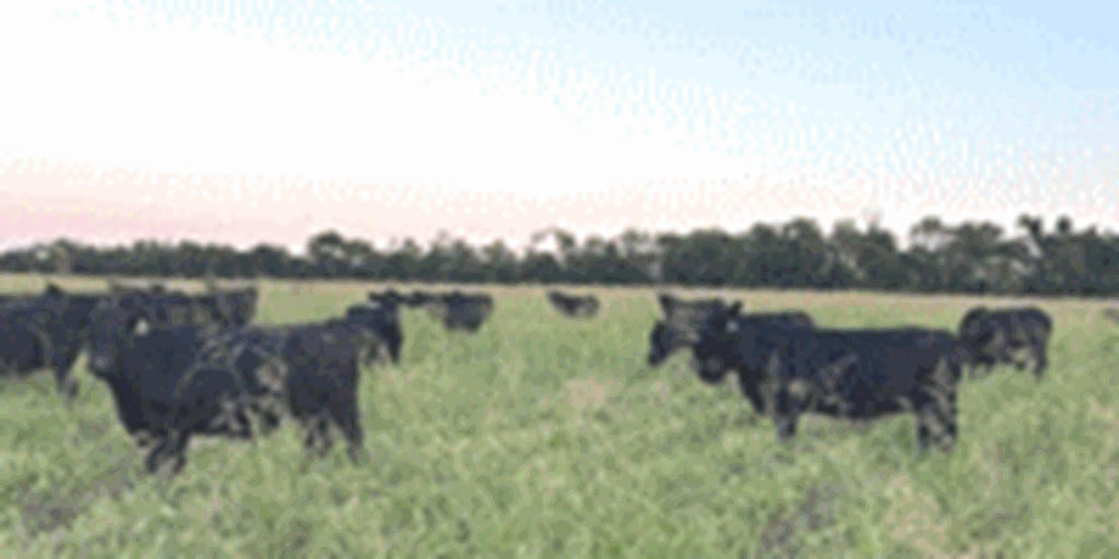 100	Angus & BWF Cows... North TX