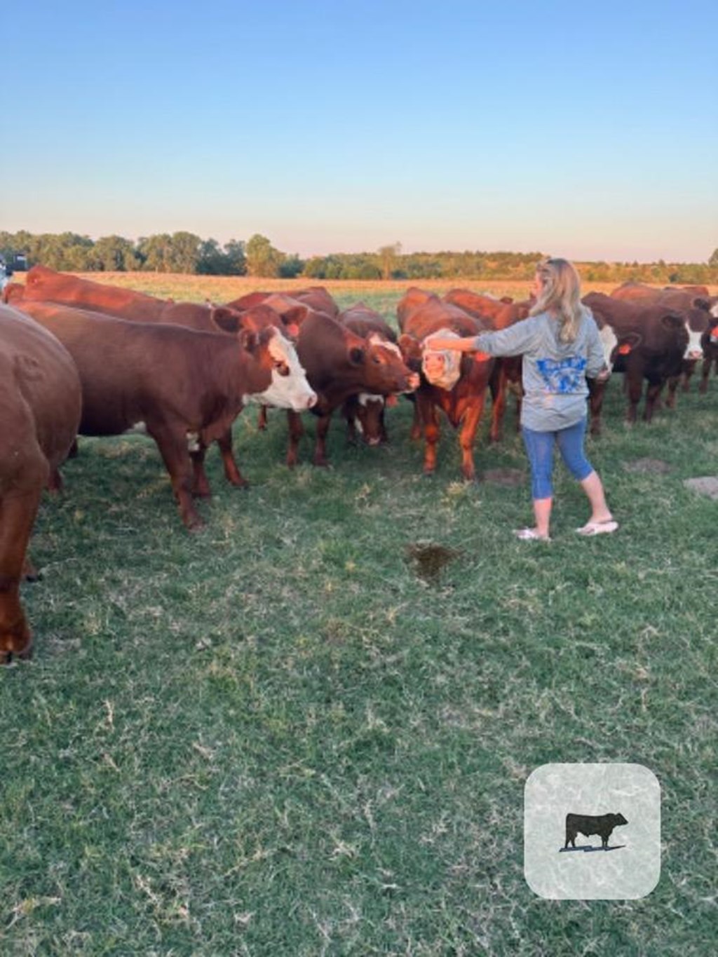 Cattle Range Listing Photo