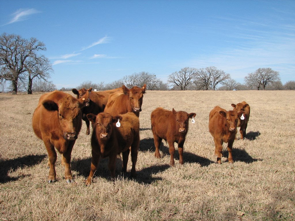 Cattle Range Listing Photo