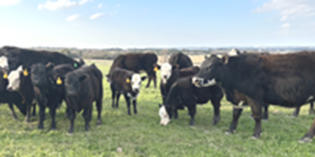 10 Angus/Hereford BWF 1st-Calf Pairs... Central TX