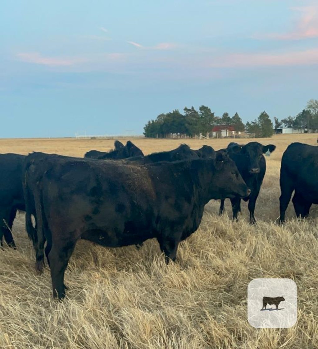 Cattle Range Listing Photo