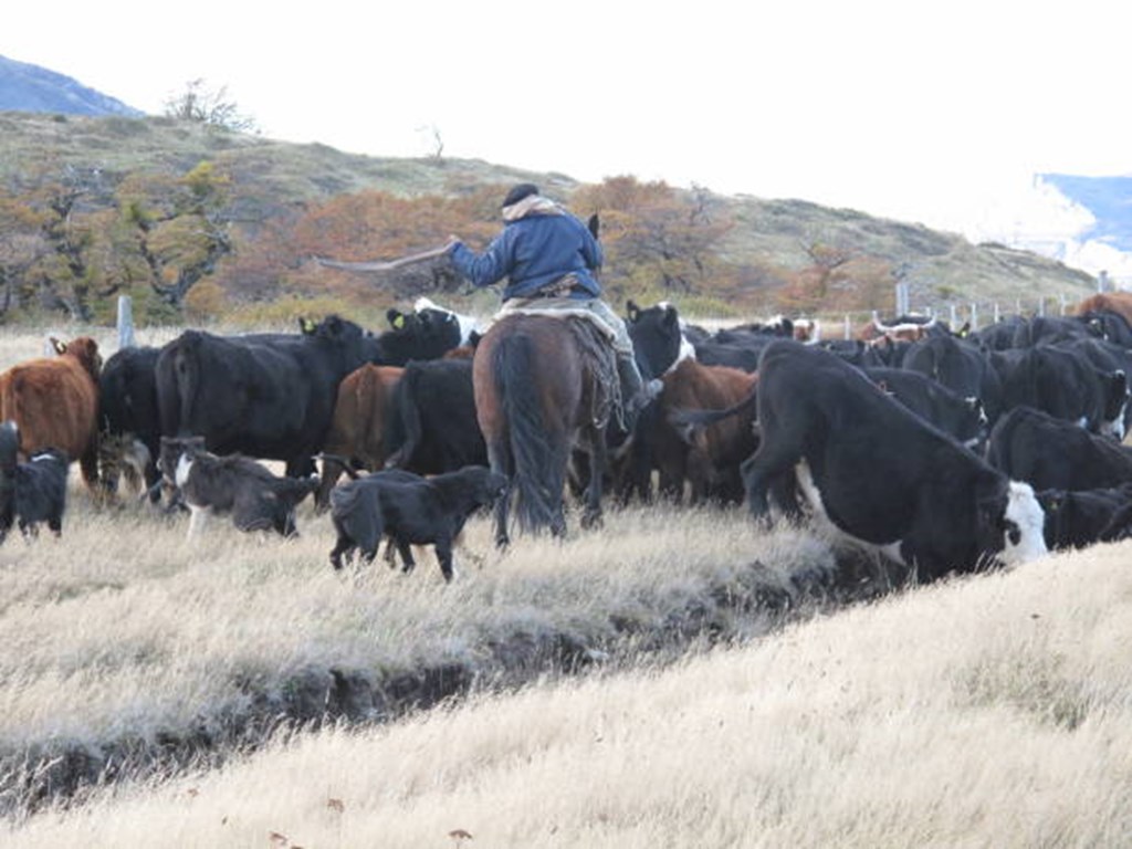 Argentina approves Live Cattle Exports as Beef Shipments Soar