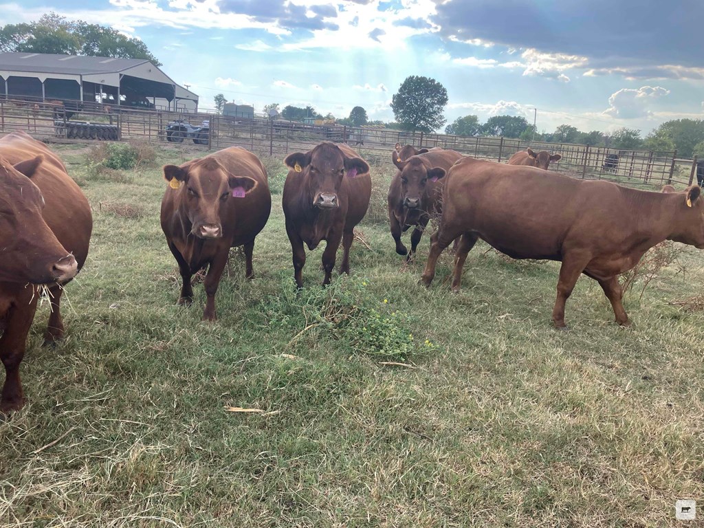 Cattle Range Listing Photo