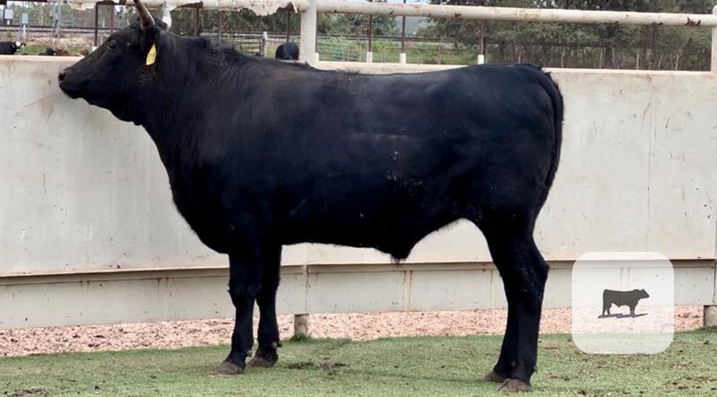 Cattle Range Listing Photo