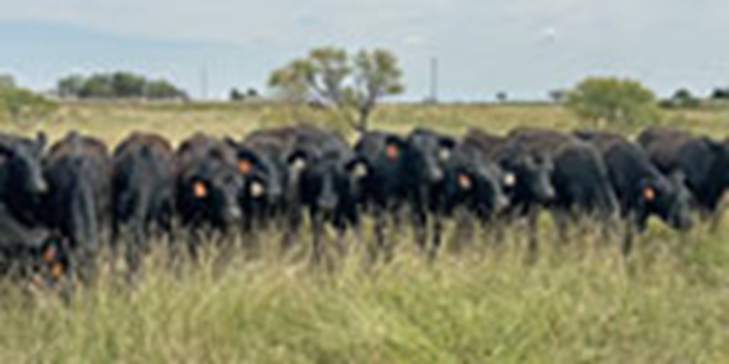 35 Angus Bred Heifers... Southwest OK