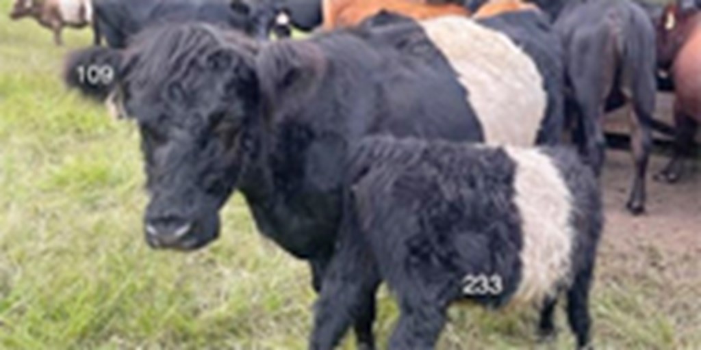 24 Belted Galloway Cows w/ 6+ Calves... E. Central AL