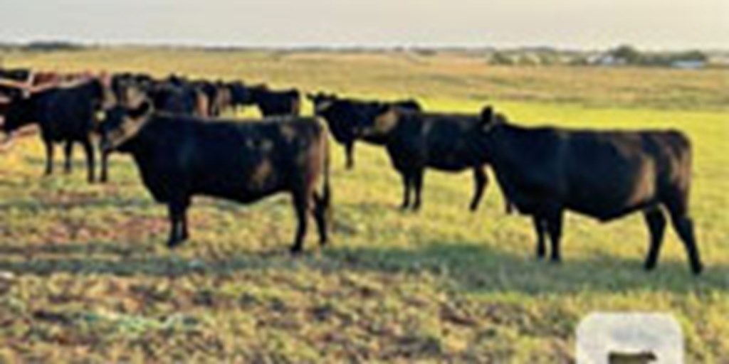 48 Angus Bred Heifers... W. Central OK ~ FD