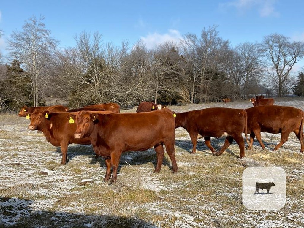 Cattle Range Listing Photo