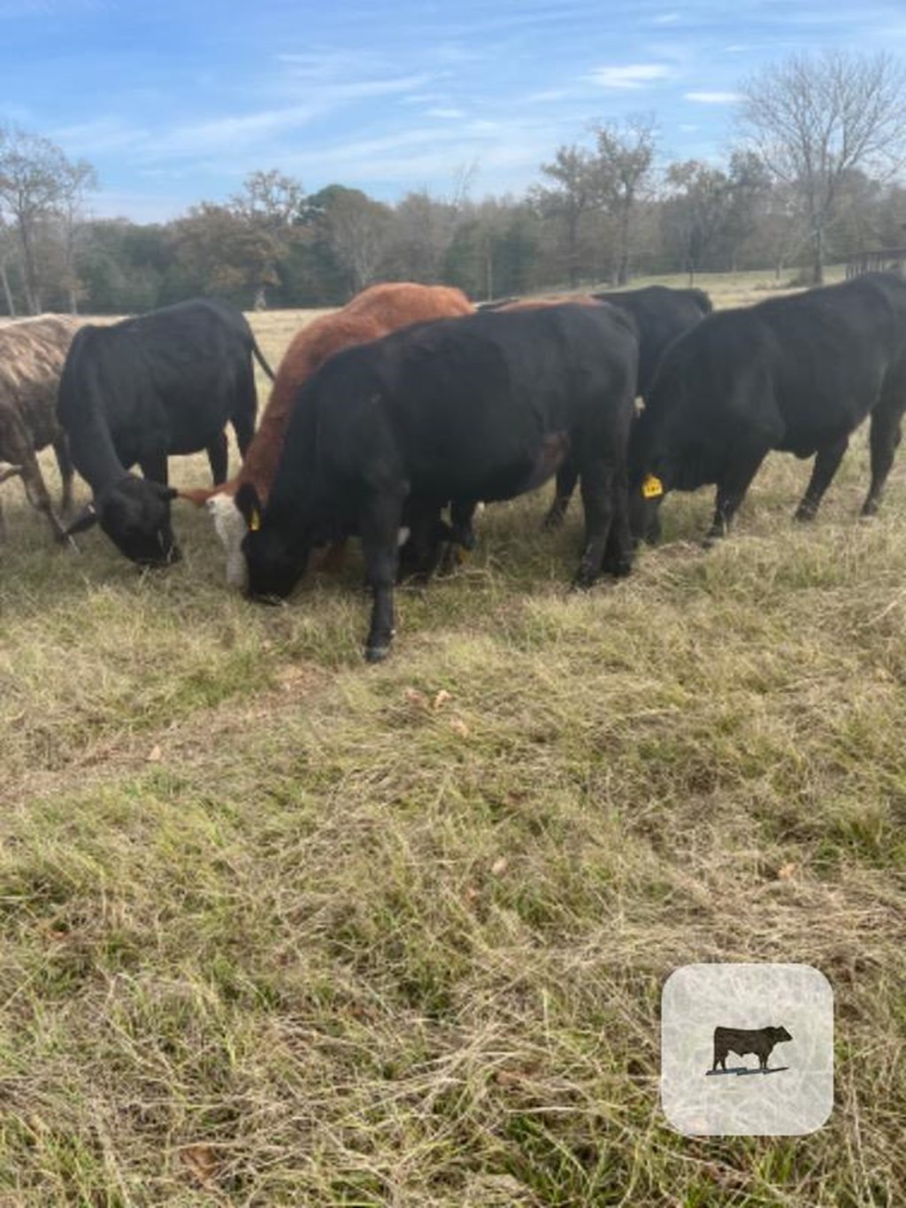 Cattle Range Listing Photo