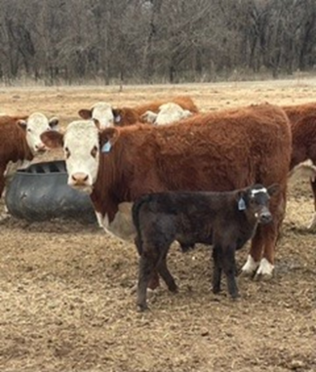 Cattle Range Listing Photo