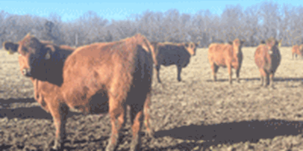 16 Red Angus Cross Bred Heifers... Southwest MO