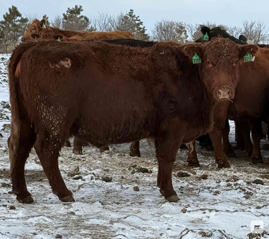 Cattle Range Listing Photo