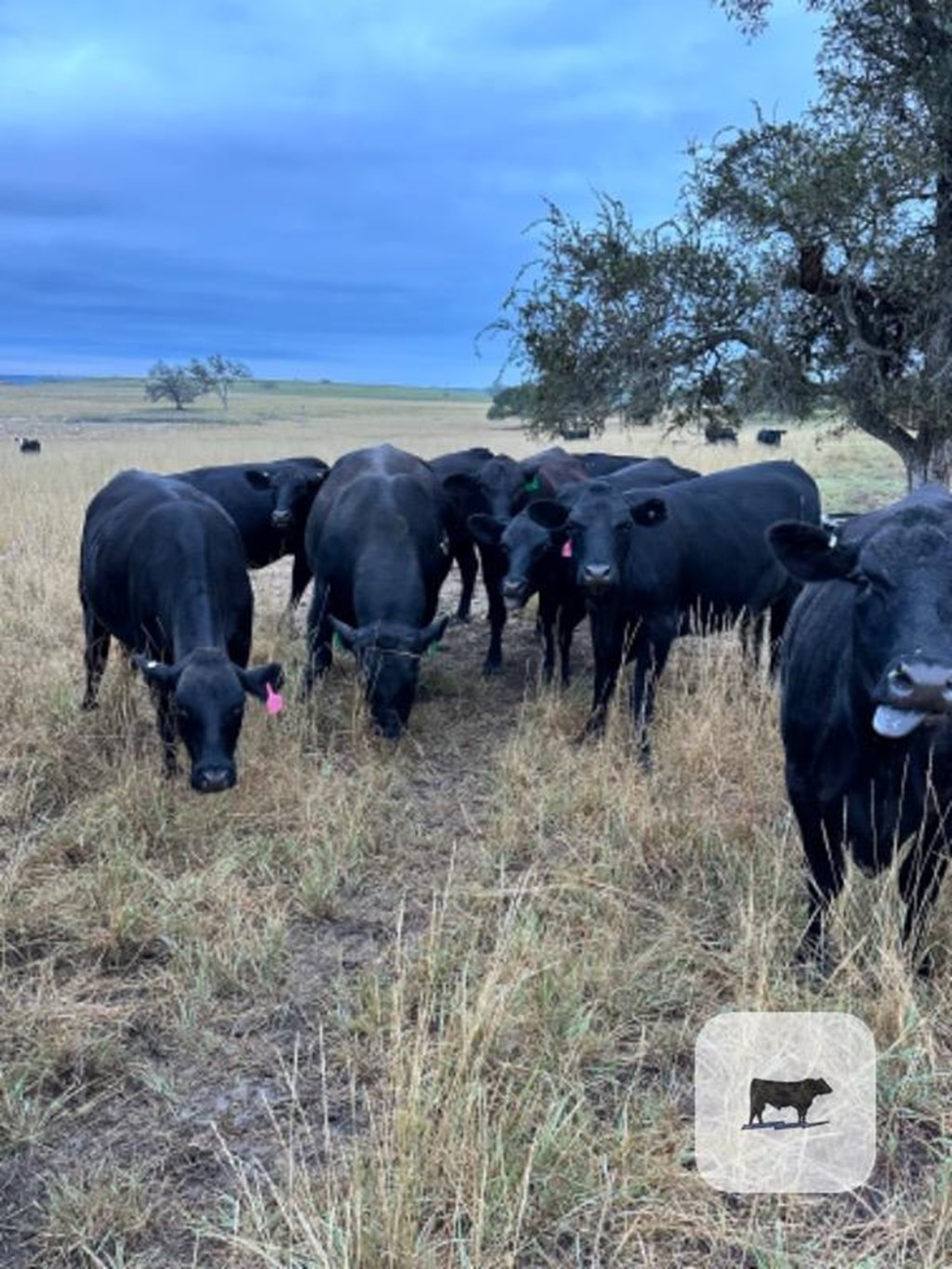 Cattle Range Listing Photo