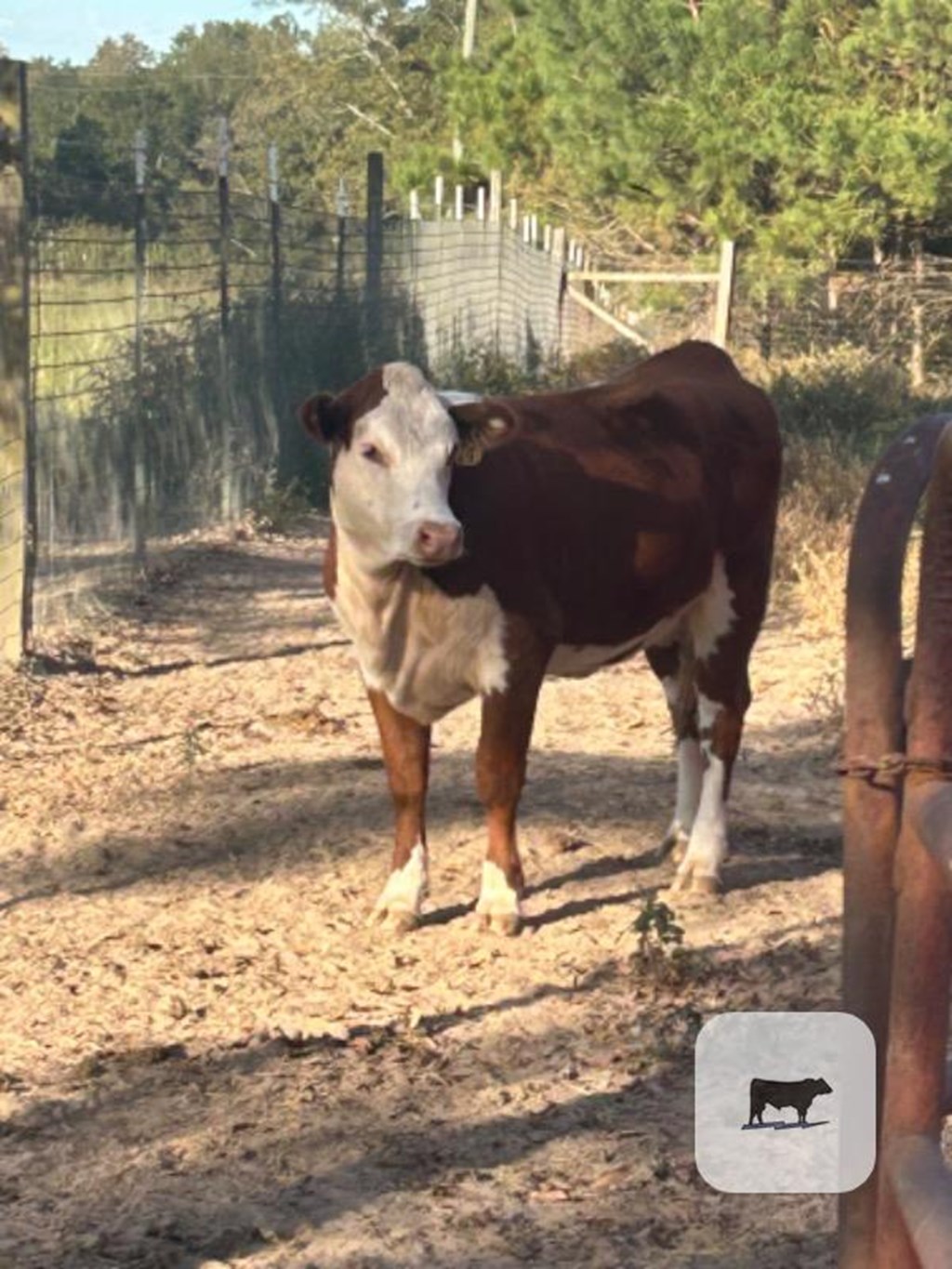 Cattle Range Listing Photo