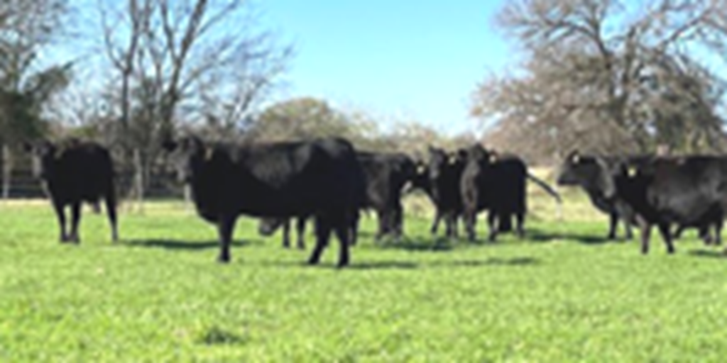 30 Angus & BWF Cows... Central TX